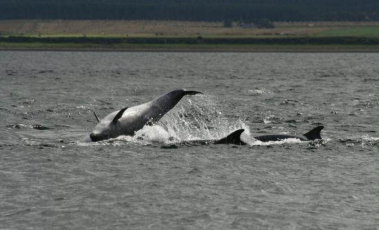 Bottlenose Dolphin <i>Tursiops truncatus</i>